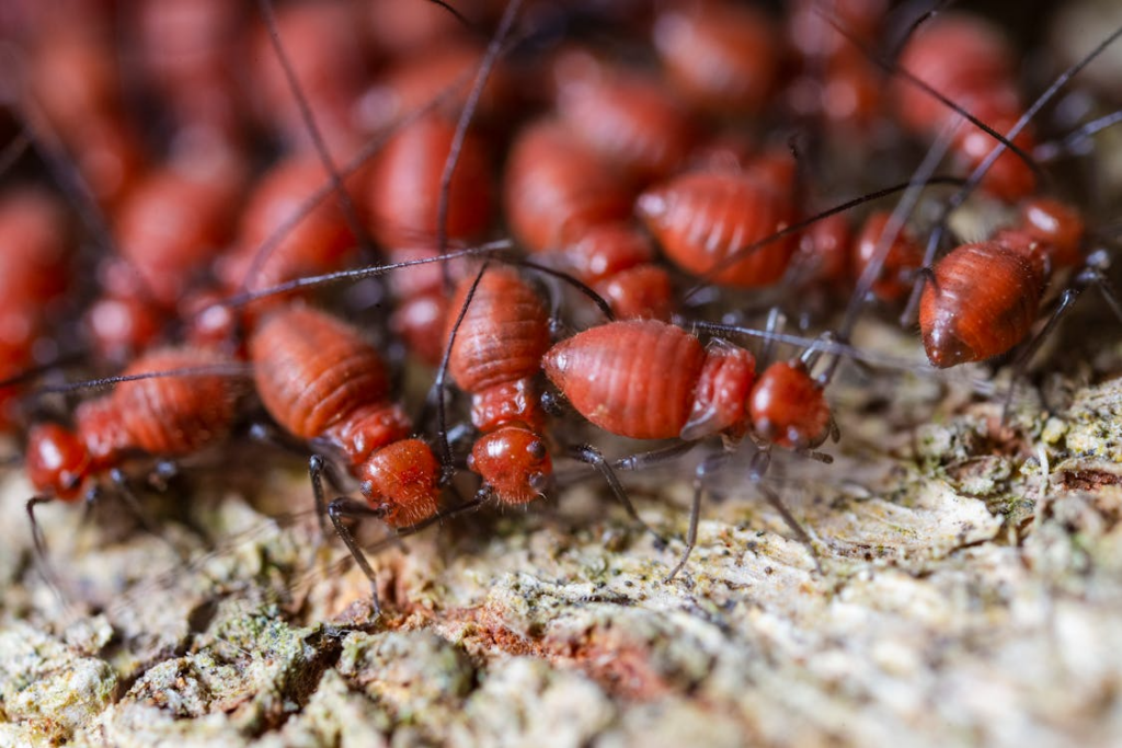 Macro close-up of termites crawling on tree bark, highlighting their textured bodies.