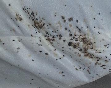 Bed bug fecal spots and rust-coloured blood stains scattered across white bedding, showing characteristic ink-like absorption into fabric.