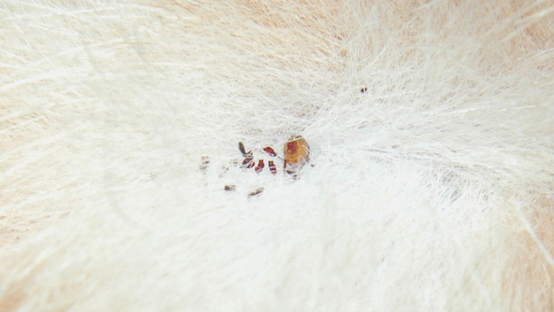 Flea dirt visible as dark reddish-brown specks in the white fur of a domestic cat.