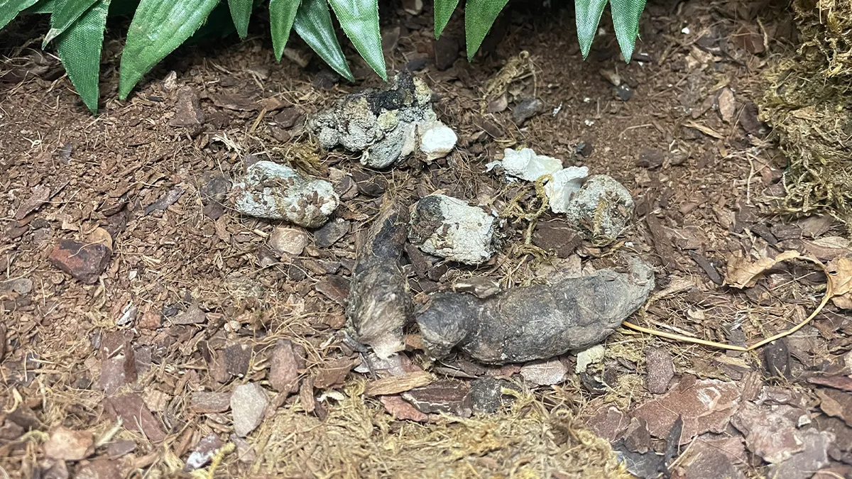 Snake Poop vs Rat Poop: Pictures, Size & How to Tell the Difference ...