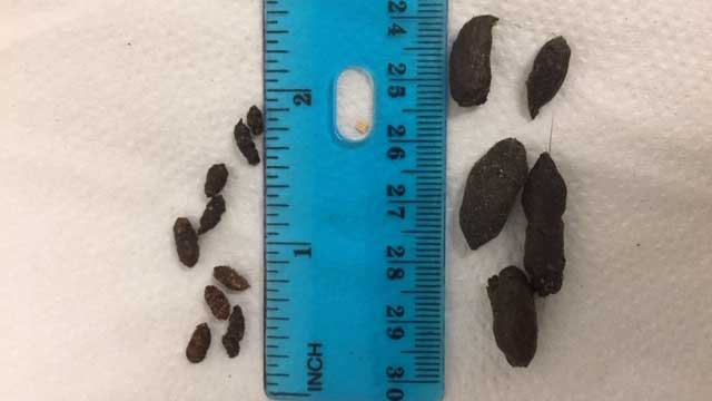 Rat droppings on right and smaller mouse droppings on left showing size and shape difference.