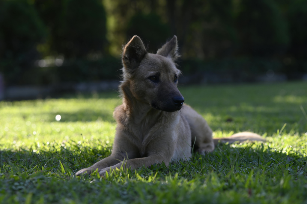 Light brown dog with pointed ears resting calmly on sunlit grass in a pet-safe yard.