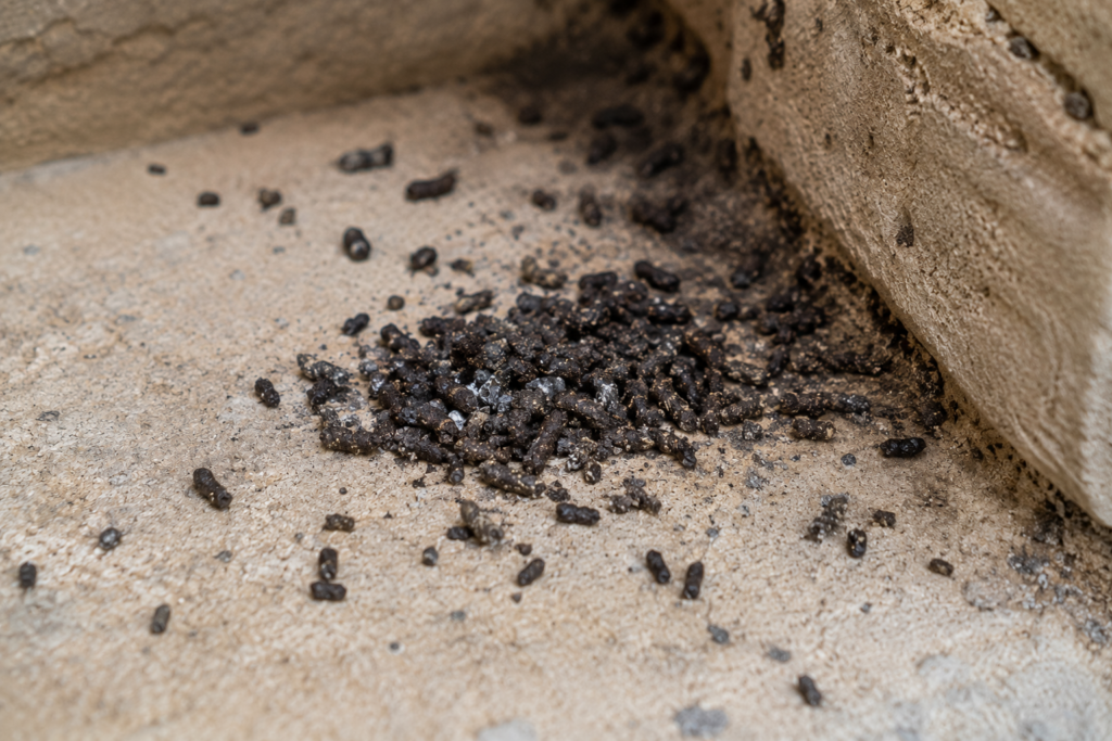 Close-up of bat poop littered on the floor. 