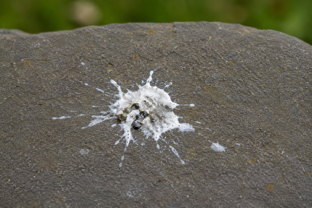 Close-up of bird poop on a rock. 