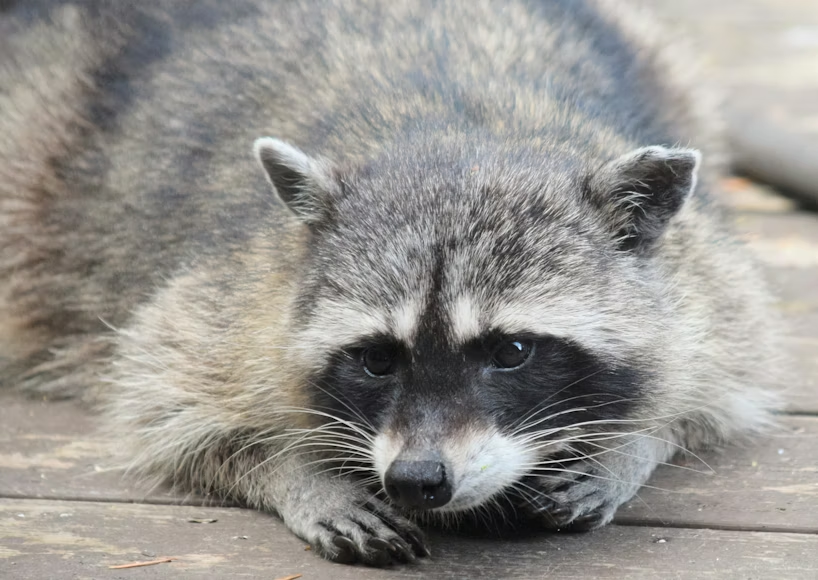 Raccoon resting on a wooden deck, a common wildlife pest in Tysons VA homes.