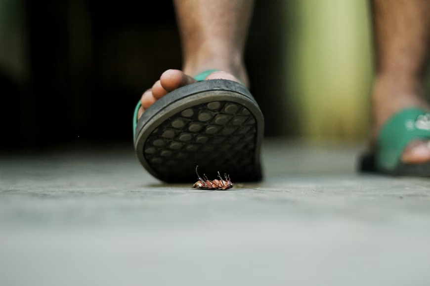 Person stepping on a cockroach on concrete, a common pest issue Oakton VA pest control companies treat.