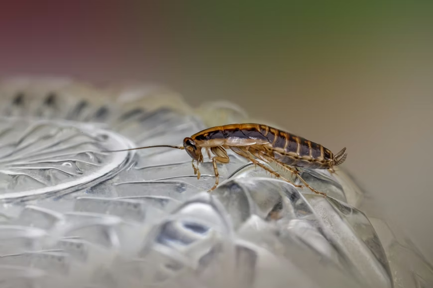 Macro close-up of a German cockroach showing the kind of household pest Great Falls pest control targets.