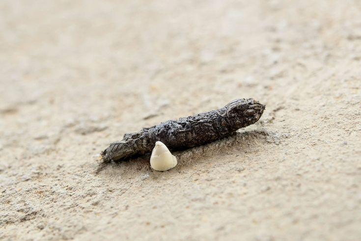 Dark, elongated snake dropping with a white chalky uric acid cap resting on sandy ground.