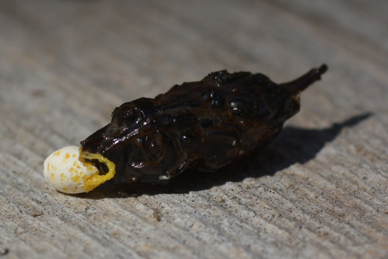 Lizard Poop vs Mouse Poop: Pictures, Size & How to Identify Each ...