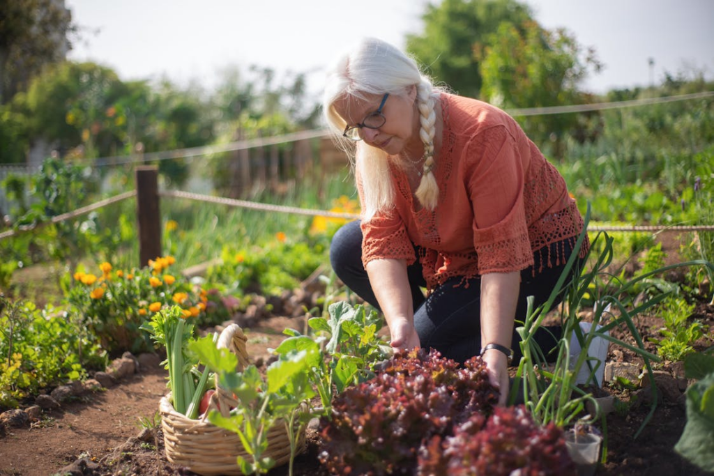 Elderly woman tending lettuce in a sunny vegetable garden using eco-friendly pest control methods.
