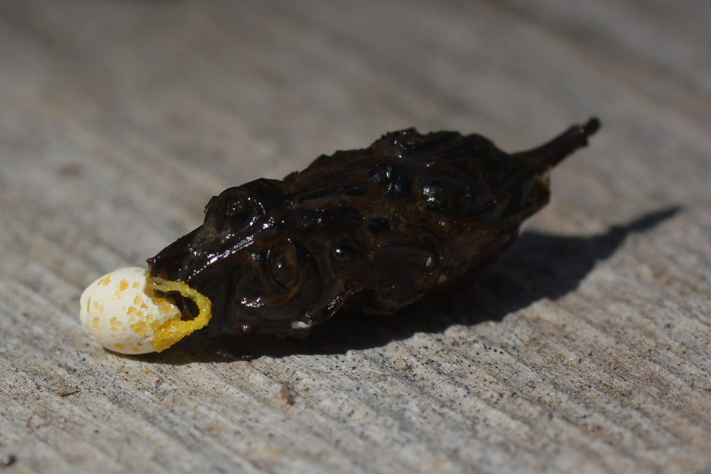 Close-up of dark brown lizard dropping with white uric acid tip on weathered wooden surface. 