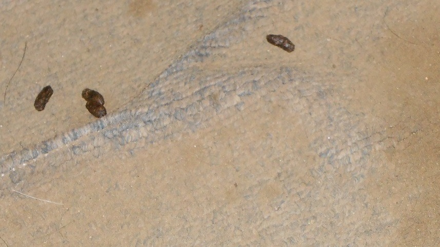 Cluster of dark brown, elongated rat droppings with tapered ends scattered on a dirty surface.