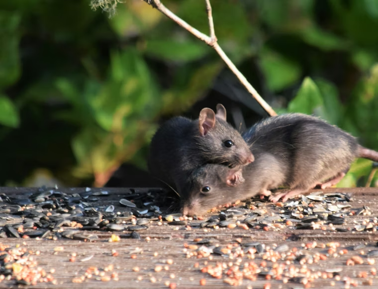 Two dark brown rats foraging on a wooden surface scattered with sunflower seeds and grains, with green foliage and a bare branch in the softly blurred background.