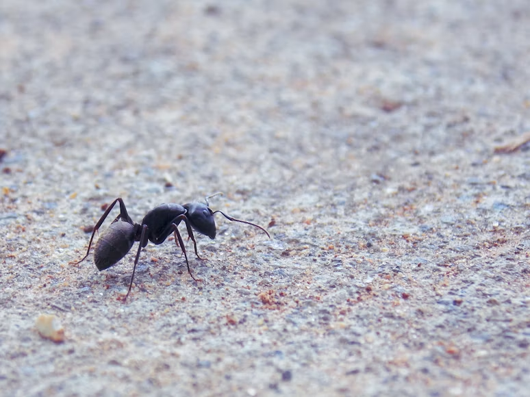 Black carpenter ant with glossy body and long antennae crossing textured sand, a common Centreville VA pest control target.