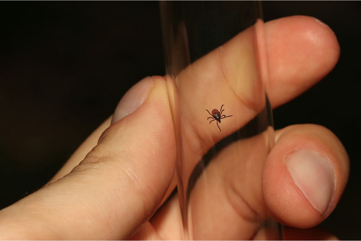 A tiny tick in a glass vial.