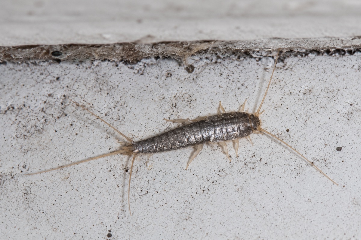 Adult silverfish near a wall edge, the type of pest treated by silverfish exterminators in Friendly, NC