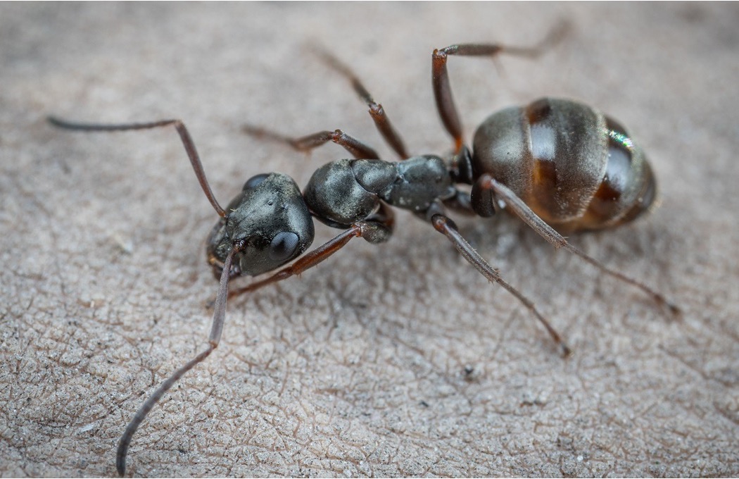 Ant on concrete pavement showing ground-level pest activity that requires professional treatmen