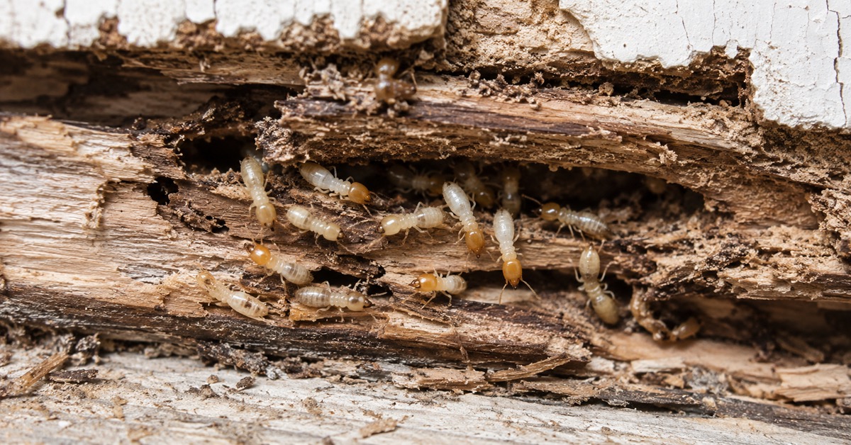 Close-up of Eastern subterranean termites feeding on damaged wood, the most common termite species treated in Sedgefield, NC.