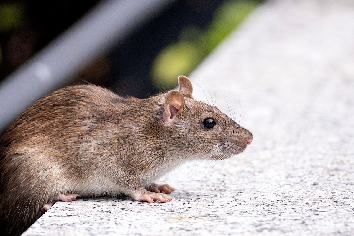 Close-up of a brown rat near a residential structure in Fisher Park, NC