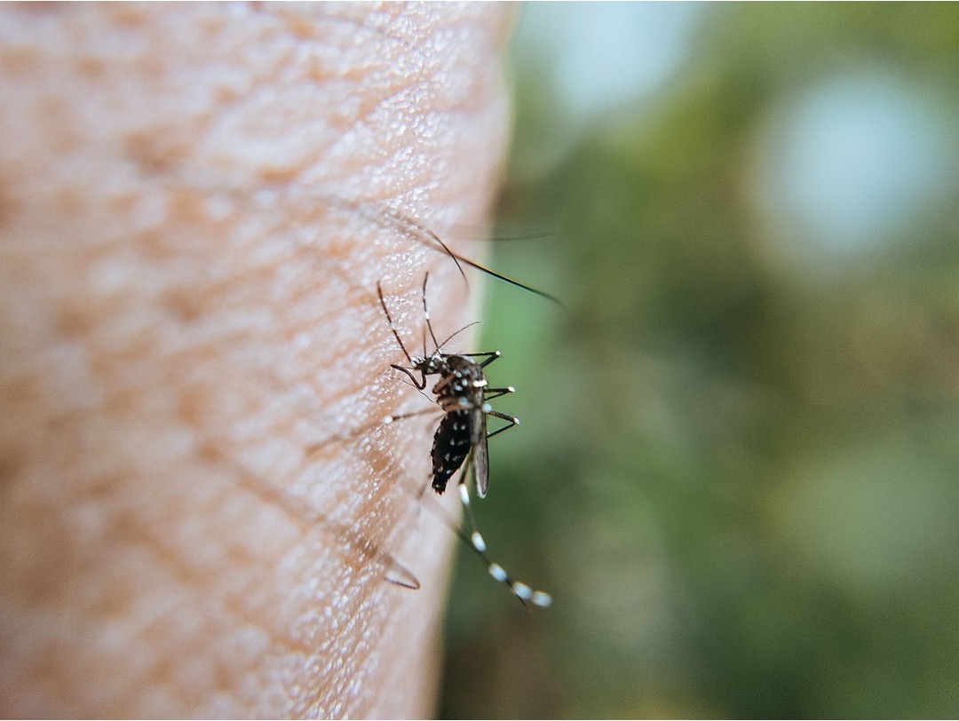 Close-up of an Asian tiger mosquito, a common pest treated by mosquito control companies in Fisher Park.