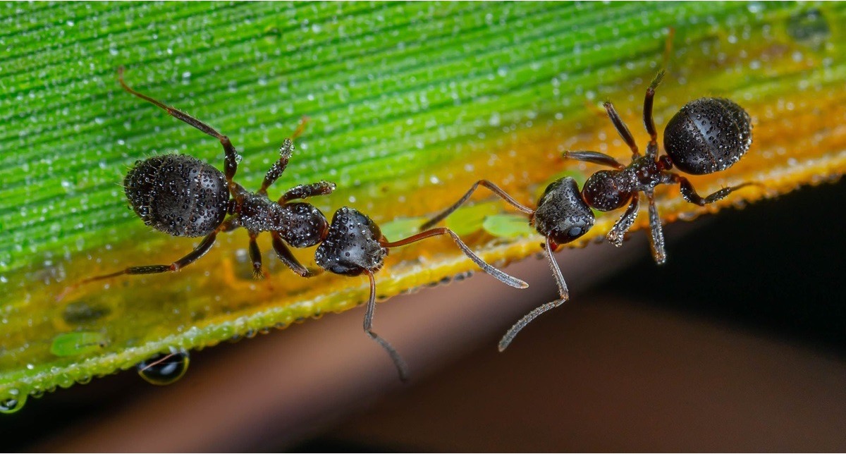 Close-up of two black ants on a leaf, a common pest treated by ant exterminators in Fisher Park, NC