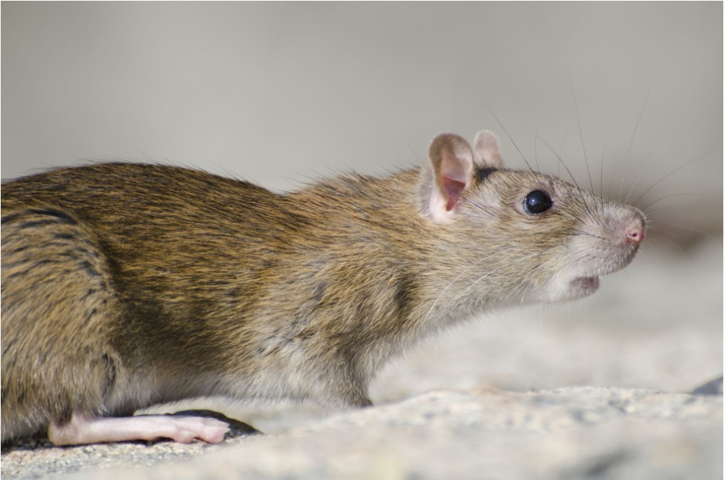 Closeup of a mouse’s side profile