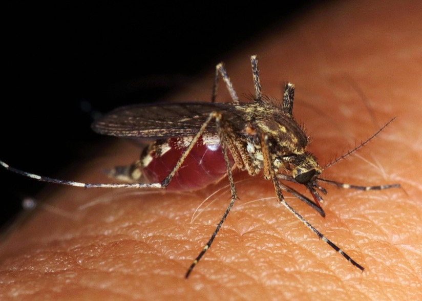 Close-up view of an engorged mosquito on someone’s skin