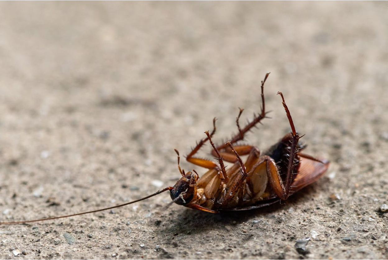 Dead cockroach on a textured surface, showcasing the effects of pest control