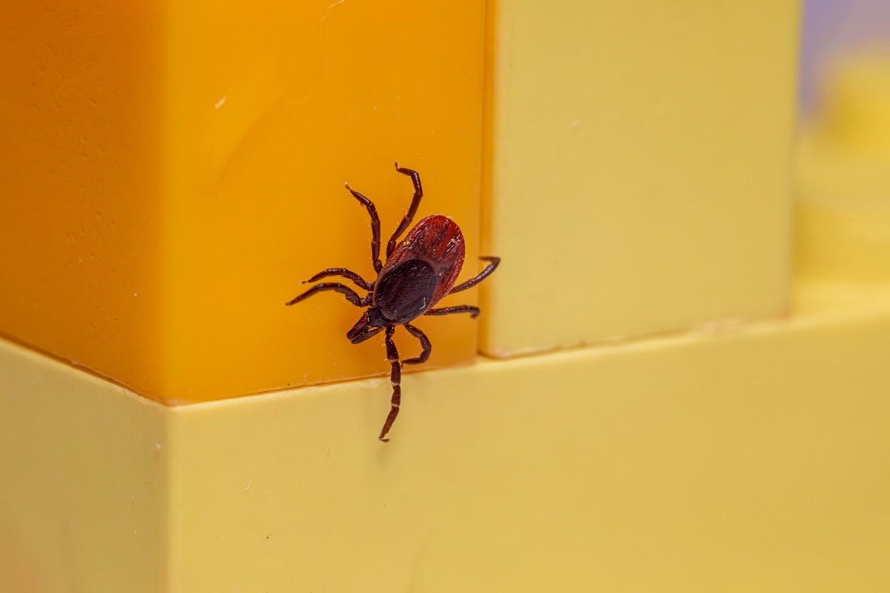 Deer tick crawling on surface, illustrating the common tick species that require professional pest control treatment