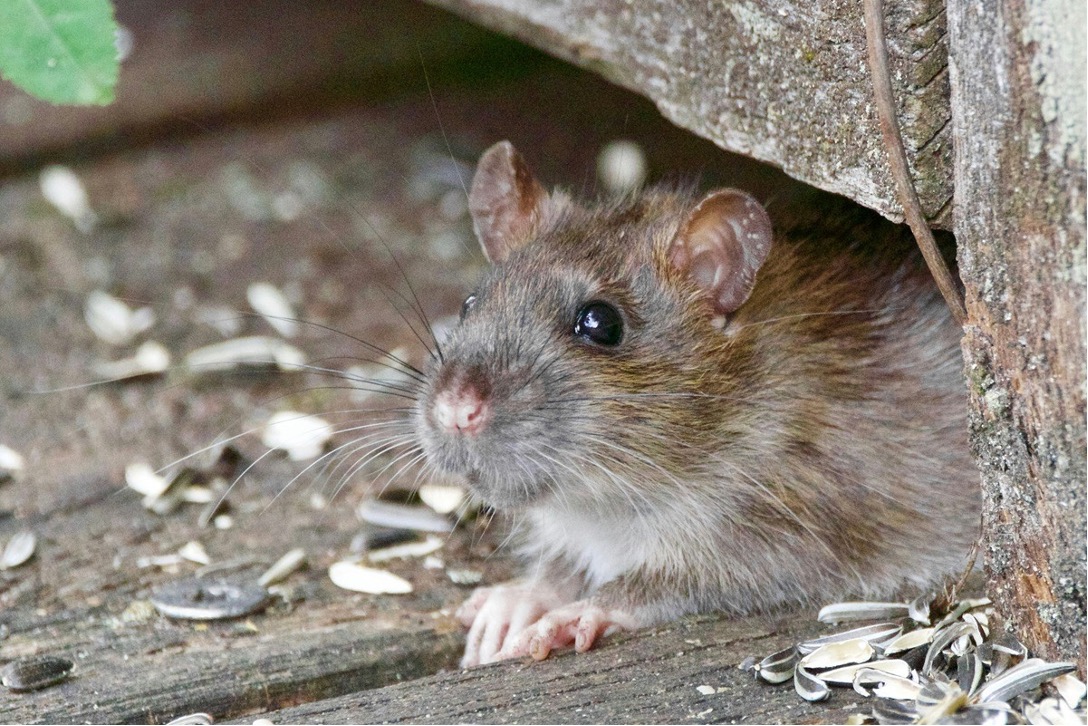 House mouse entering foundation gap, illustrating common rodent entry points that require professional exclusion and sealing.