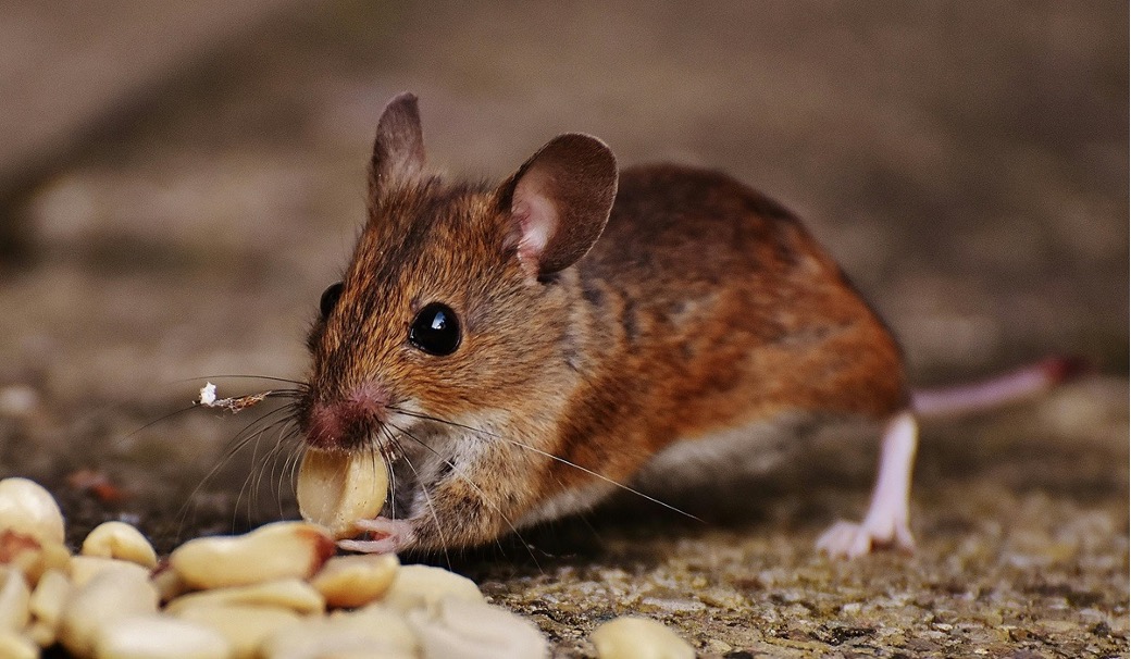 Mouse eating food on the ground, showing active rodent activity that requires professional control treatment.