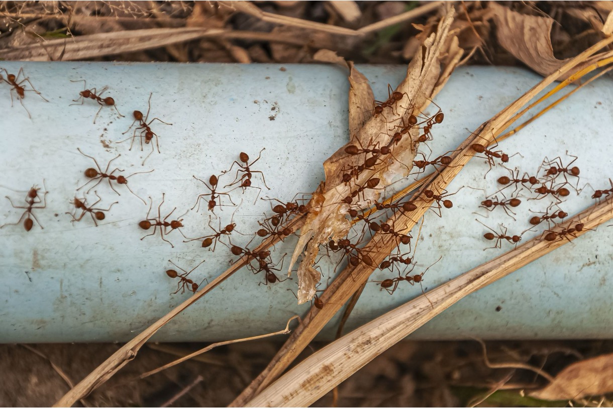 Swarm of red ants crawling over a blue pipe and dried plant stems