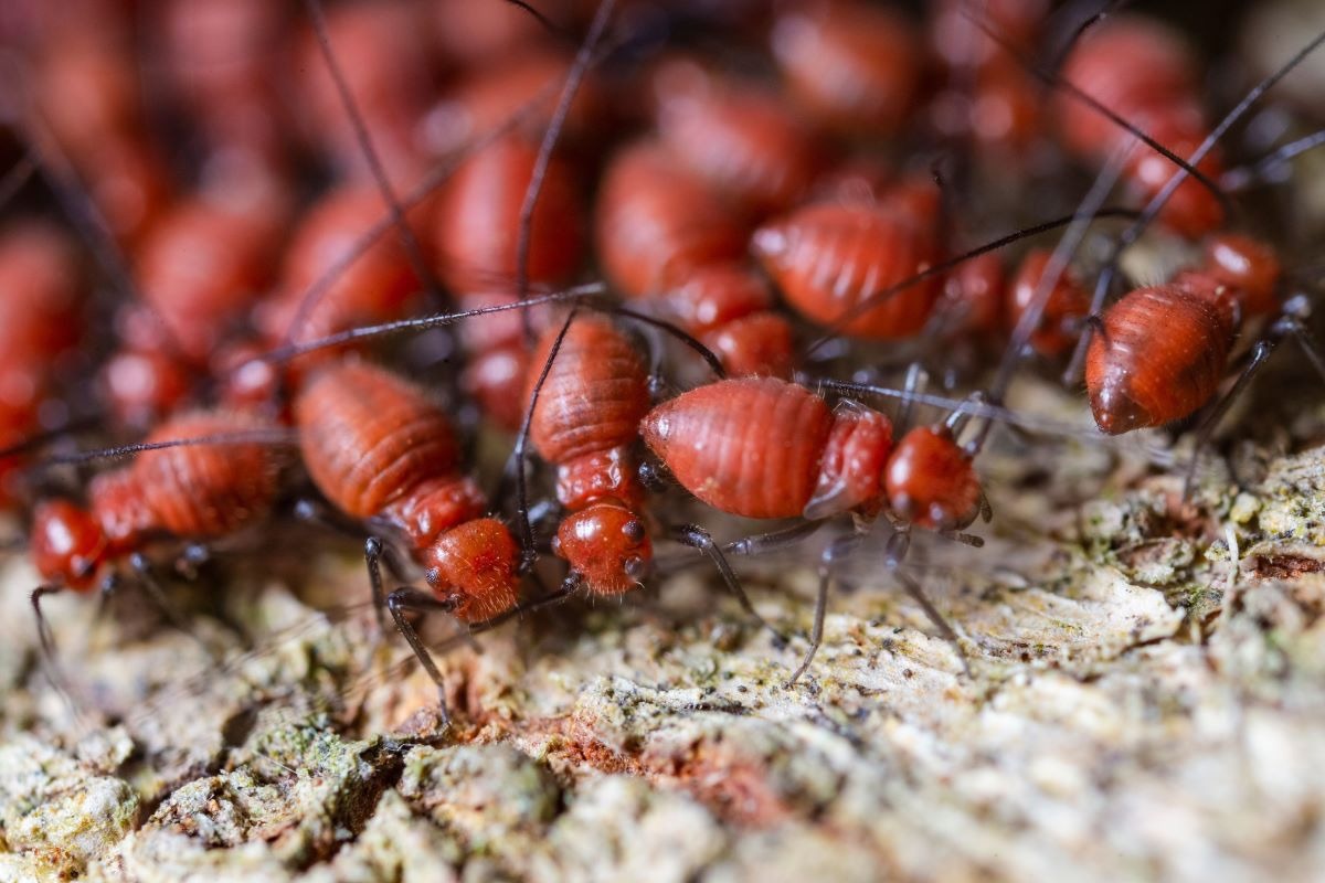 Termite infestation on damaged wood, a sight requiring professional termite treatment