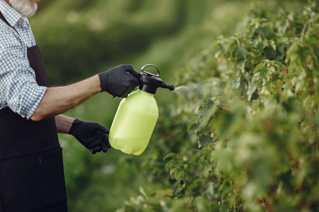 Person in gloves and apron spraying treatment onto garden plants.