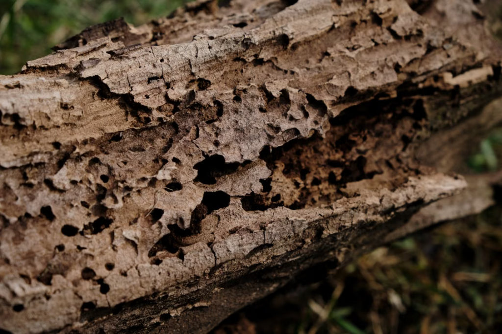 Wood severely damaged by termite feeding activity.