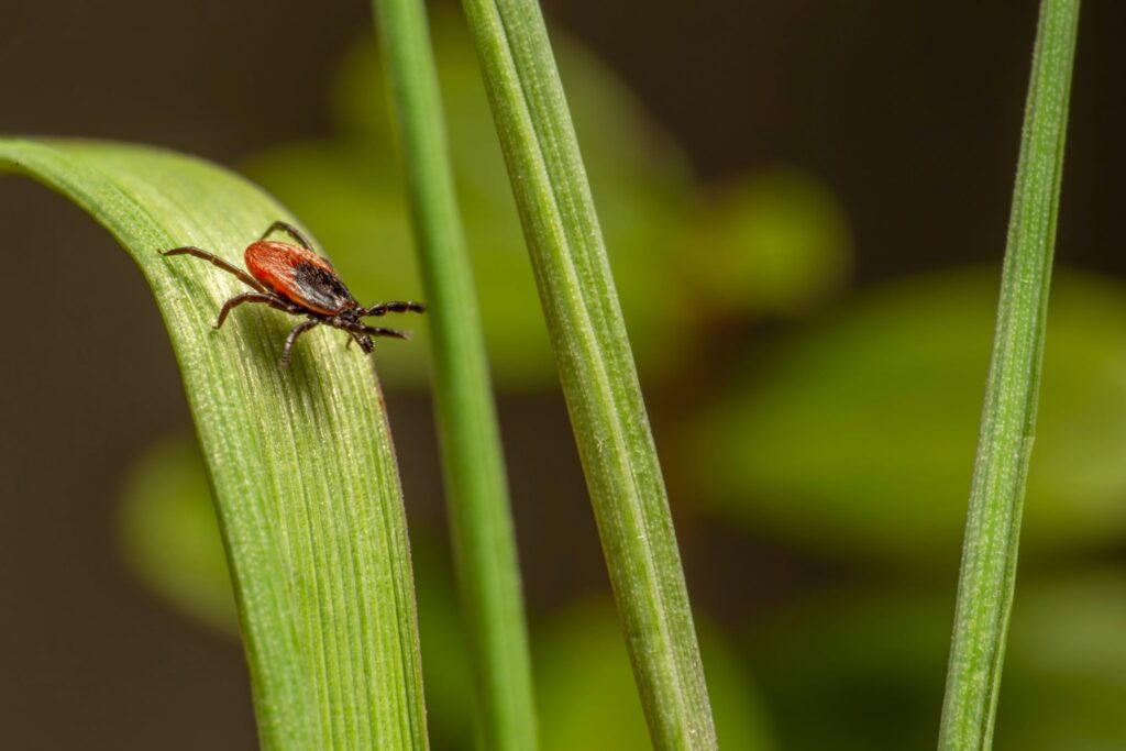 Close-up of a reddish-brown tick perched on a green blade of grass. 