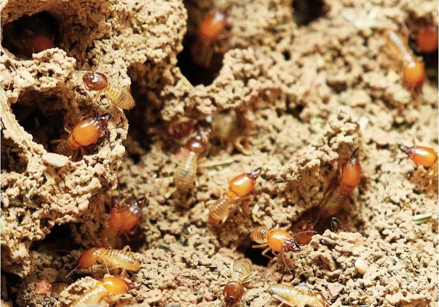 A group of termites burrowing tunnels in a wooden structure