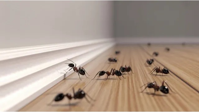 Black ants trailing along a home's baseboard and hardwood floor, signaling an active indoor infestation