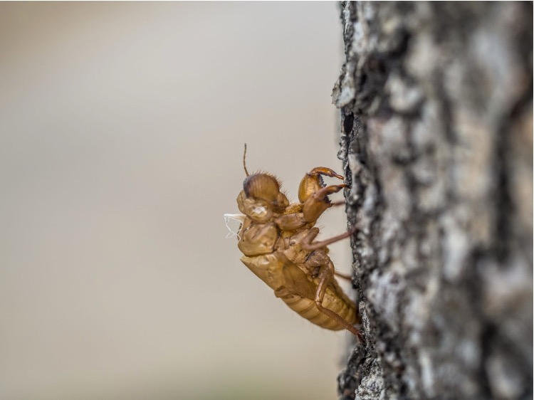 Close-up of termite swarmers emerging near a foundation wall during seasonal activity