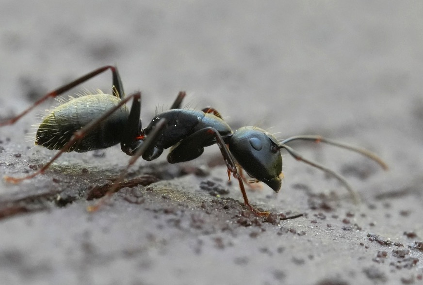 Close-up view of a carpenter ant