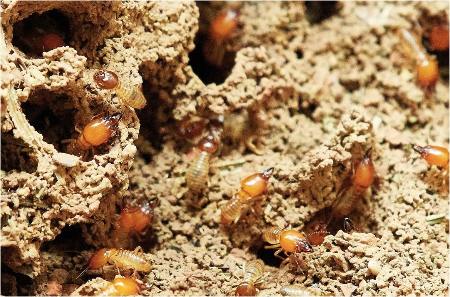 Close-up view of termites causing structural damage to wood structures
