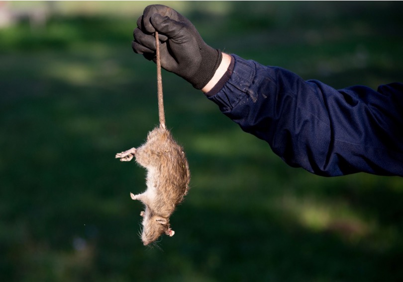 Gloved pest control technician holding a dead rat by its tail outdoors, demonstrating safe rodent removal