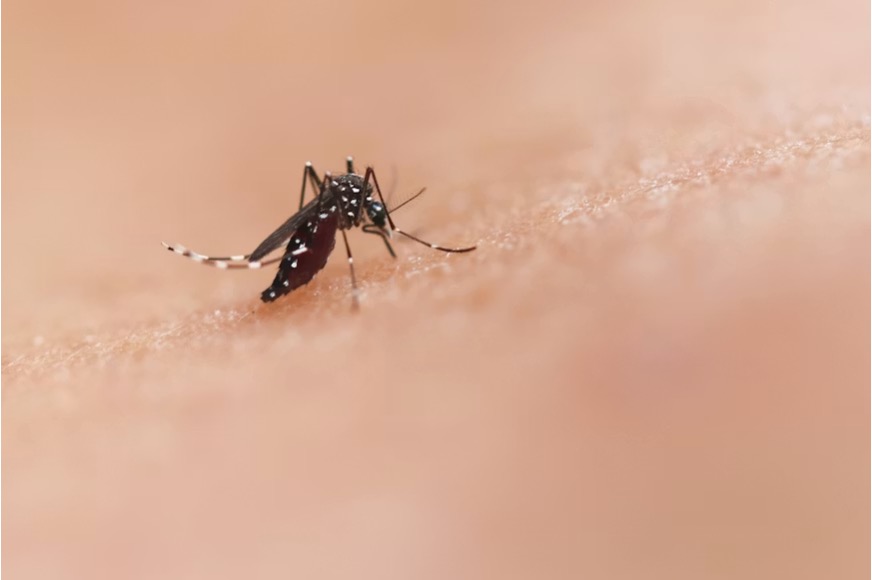 Macro close-up of a black and white striped Aedes mosquito feeding on human skin, with its proboscis piercing the surface