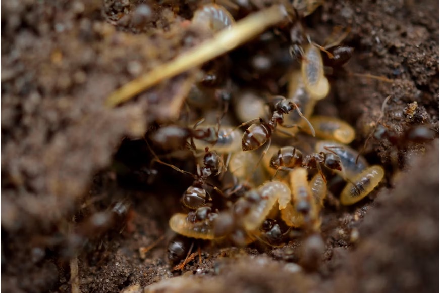 Macro close-up of a cluster of dark brown termites tending to pale cream-colored larvae in an underground nest within the soil