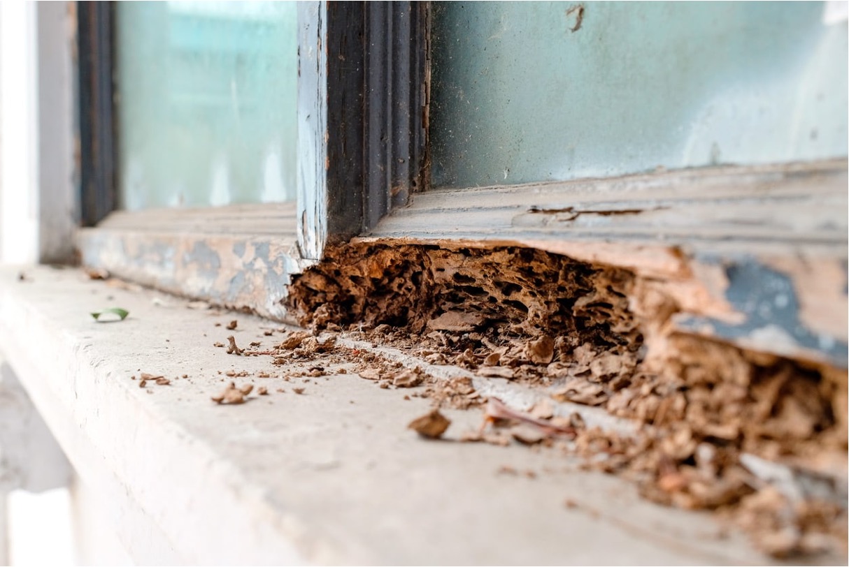Termite-hollowed window frame base with crumbling wood and debris on the sill, revealing severe structural damage from an active infestation