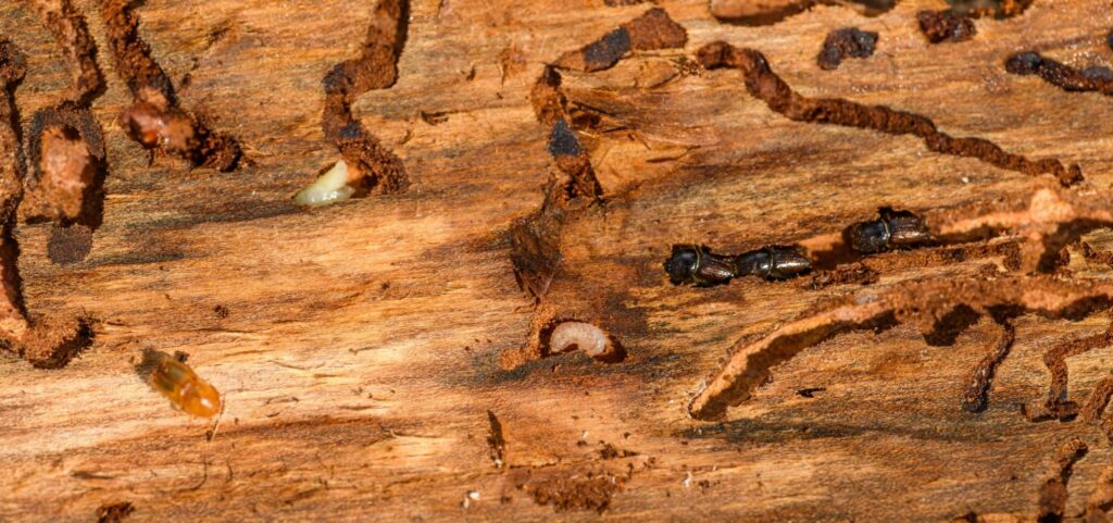Termites and larvae tunnel through damaged wood.