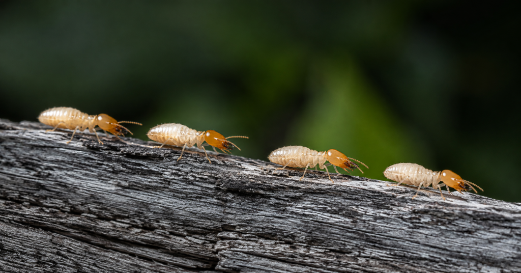 Four termites along the edge of a weathered gray wooden surface, against a softly blurred dark green background.