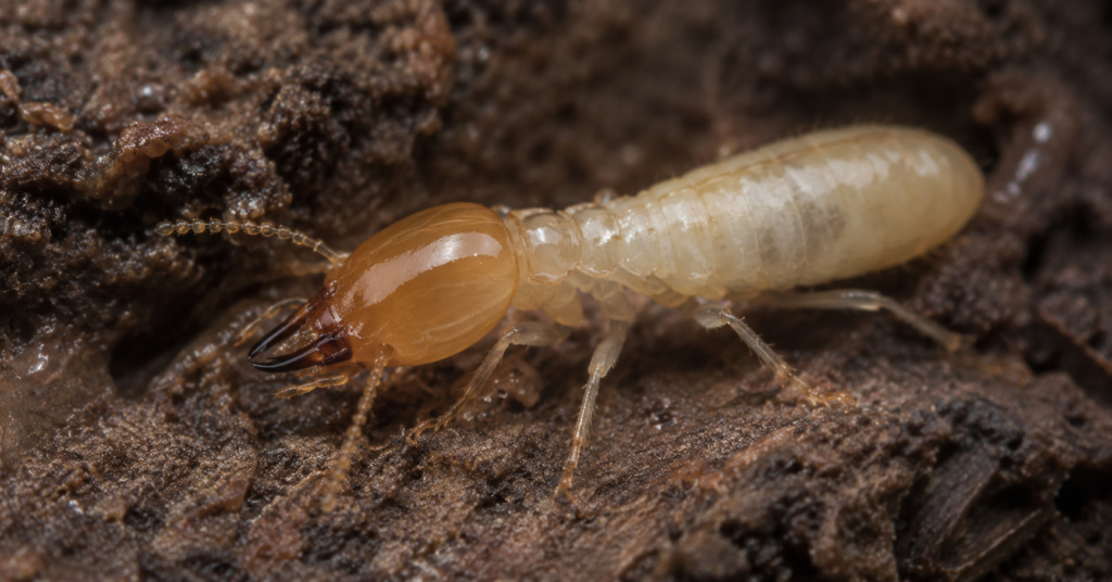 Close-up view of a subterranean termite building a colony underground. 