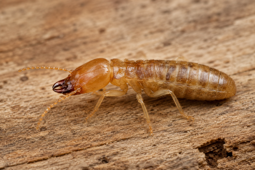 Close-up view of a drywood termite on a wooden surface. 