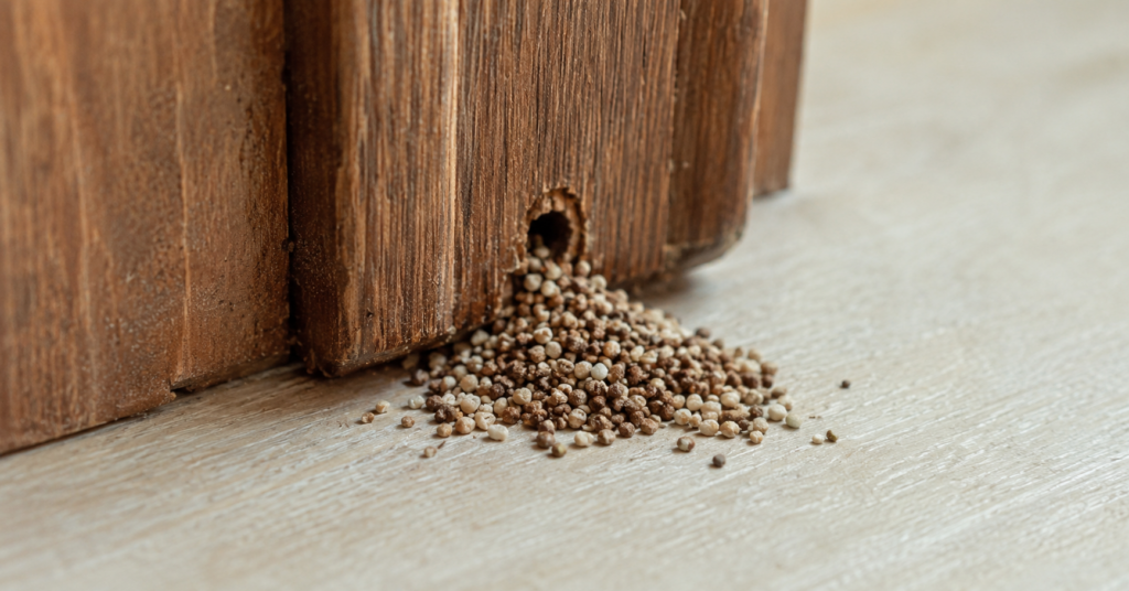 Close-up view of termite droppings appearing in a neat pile beneath a kick-out hole.
